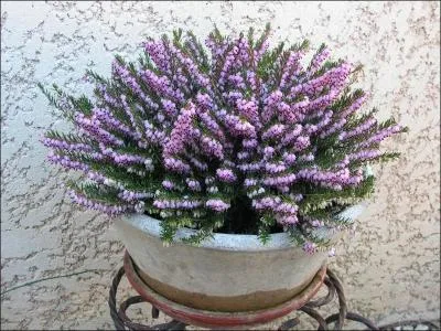 Peut-être porterons-nous quelques fleurs sur nos tombes le jour de la Toussaint :