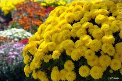 Rappelons que la fête des morts est le :