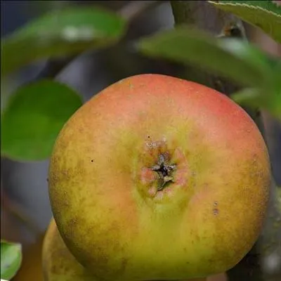 C'est aussi le moment de cueillir les pommes, et voici un exemplaire de notre récolte :