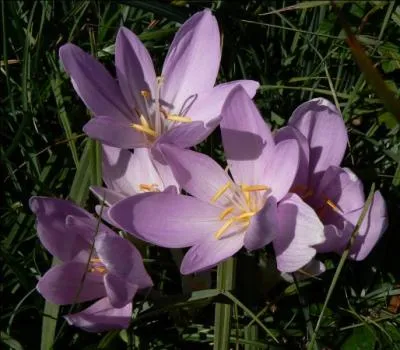 Par cette douce journée, nous retournons dans la nature pour y découvrir ces jolies fleurs d'automne :