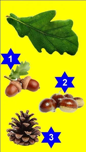 Quel fruit correspond à cette feuille ?