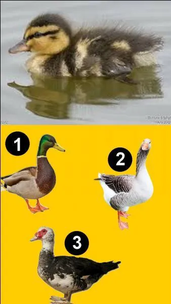 Quelle est l'espèce de ce caneton ?