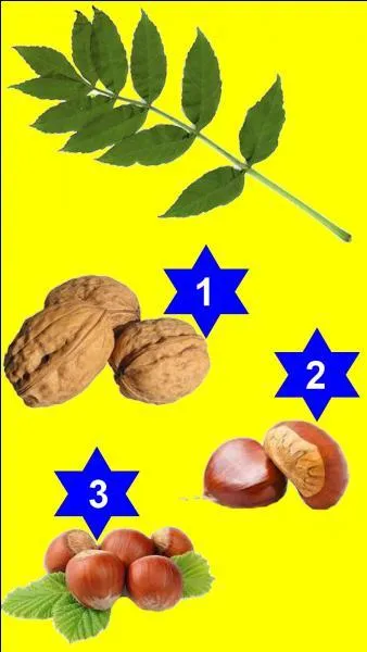 Quel fruit correspond à cette feuille ?