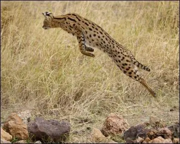 Tes aînés le passaient en ventral, tu le passeras en dorsal !