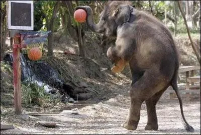 Dans ce sport, tu auras le droit de mettre la main au panier, alors ne t'en prive pas !