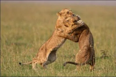 Sur cette photo, tu as la clé pour trouver la réponse, que ce soit debout ou au sol !