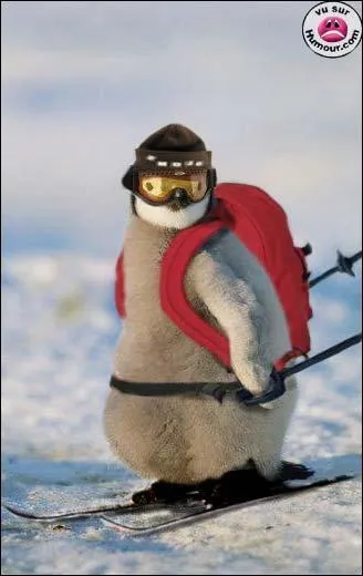 Tu passeras les piquets le plus vite possible, et ne tu ratera pas les portes !