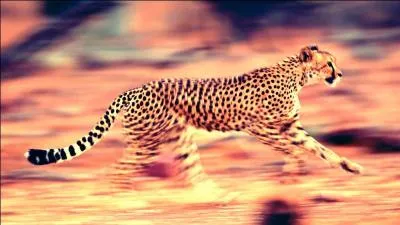 "Elle avait fait une incroyable diligence pour faire le tour d'une montagne presque inaccessible". Qu'entend-on par "diligence" ?