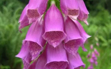 Quiz Nature, cologie
