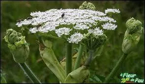 Donner la famille, le genre et l'espèce de cette herbacée.