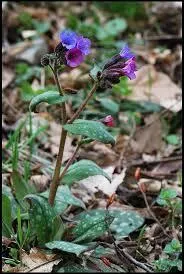 Donner la famille, le genre et l'espèce de cette herbacée.