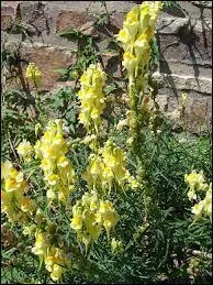 Donner la famille, le genre et l'espèce de cette herbacée.