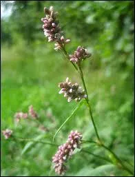 Donner la famille, le genre et l'espèce de cette herbacée.