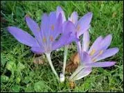 Donner la famille, le genre et l'espèce de cette herbacée.