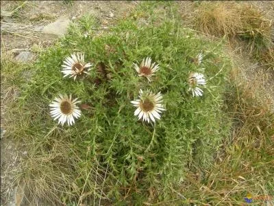 Donner la famille, le genre et l'espèce de cette herbacée.