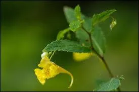 Donner la famille, le genre et l'espèce de cette herbacée.