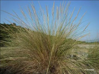 Donner la famille, le genre et l'espèce de cette herbacée.