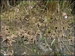 Donner la famille, le genre et l'espèce de cette herbacée.