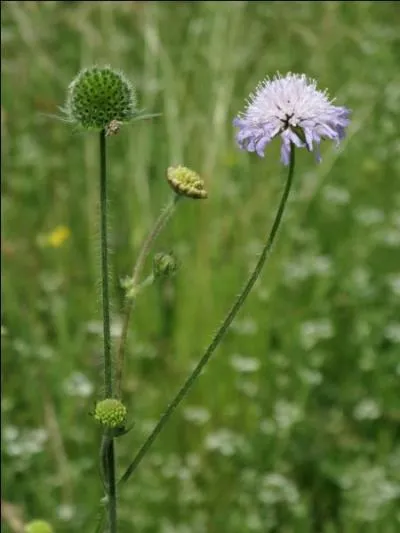 Donner la famille, le genre et l'espèce de cette herbacée.