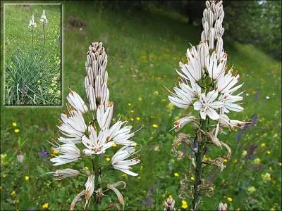 Donner la famille, le genre et l'espèce de cette herbacée.
