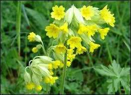 Donner la famille, le genre et l'espèce de cette herbacée.