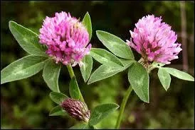 Donner la famille, le genre et l'espèce de cette herbacée.