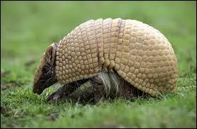 Comment s'appelle cet animal ?