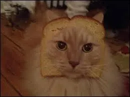 Comment s'appelle cet animal ?