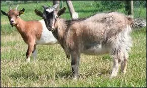 Comment s'appelle cet animal ?