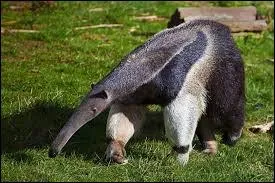 Comment s'appelle cet animal ?