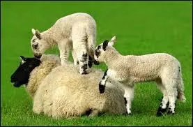 Comment s'appelle cet animal ?