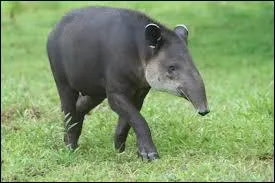 Comment s'appelle cet animal ?