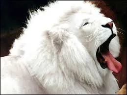 Comment s'appelle cet animal ?