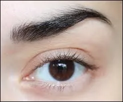 Comment dit-on "le sourcil" ?
