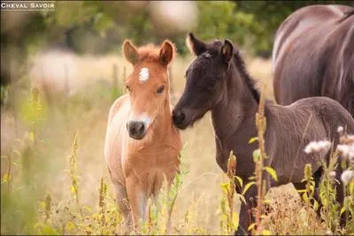 Comment appelle-t-on un poulain de deux mois ?