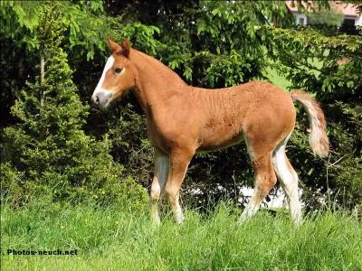 Peut-on débourrer un poulain de 28 mois ?