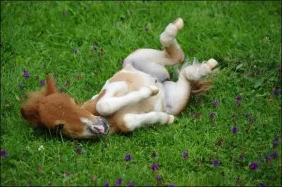 À partir de quel âge peut-on débourrer un poulain ?