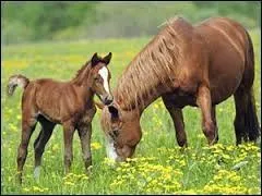 Comment appelle-t-on un jument avec son poulain ?