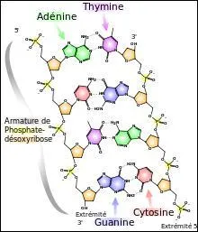 Courage pour le dernier mot, trouvez son orthographe correcte.