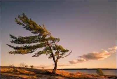 "La caresse et la mitraille et cette plaie qui nous tiraille", c'est dans une chanson de/d'...