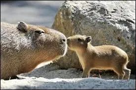 Quel est le nom de cet animal ?