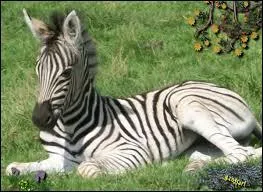 Quel est le nom de cet animal ?