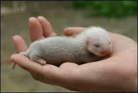 Quel est le nom de cet animal ?