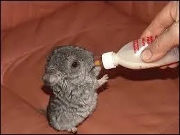 Quel est le nom de cet animal ?