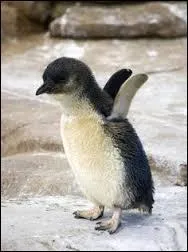 Quel est le nom de cet animal ?