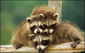 Quel est le nom de cet animal ?