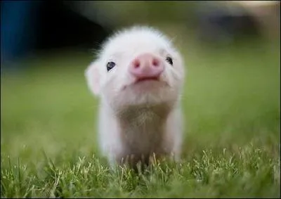 Quel est le nom de cet animal ?