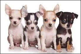 Quelle est la race de cet animal ?