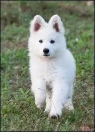 Quelle est la race de cet animal ?