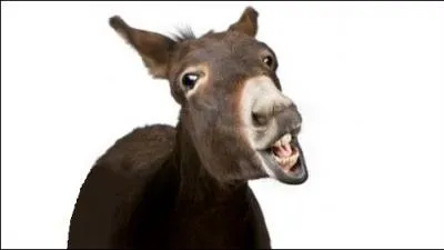 Bien que connu, on ne sait pas toujours le différencier de ses cousins. Qui est-ce ?